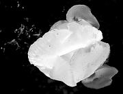 Jelly Fungus 5545bw